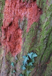 Looks like some gnawed bark...and some ivy...