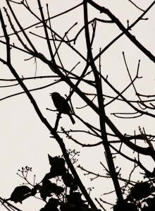 A singing bird silhouettted...