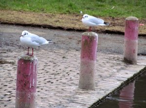 Two gulls...