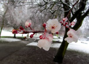 Frozen magnolia flowers