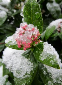 Icy leaves and flower