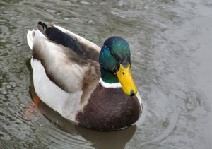 A male duck