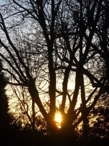 Setting sun, amidst trees, London N12