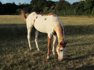 A friendly piebald horse...
