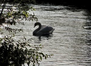 A swan contre-jour...