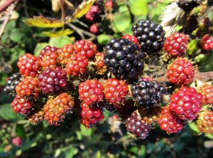A clustering of blackberries...