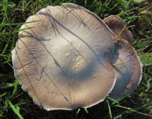 A roadside fungus...