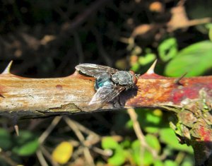 A dormant fly on a thorny branch...