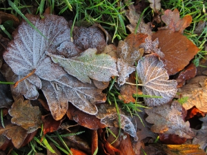 Frosty autumn leaves, Southampton Road, Titchfield