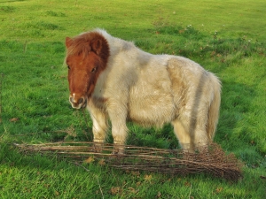 Little horse, in a field off Cartwright Drive , Titchfield